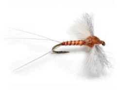 CDC Biot Spinner Rusty