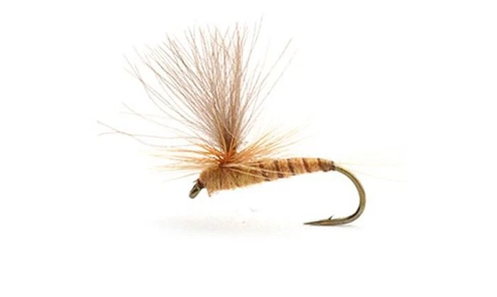 Aurivillii 1 Aurivillii