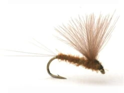 Runes CDC Nohackle Olive