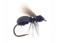 Lasius Flying Ant Krok 14