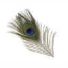 Peacock Eyefeather