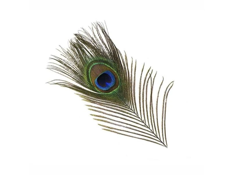 Peacock Eyefeather 1 Peacock Eyefeather