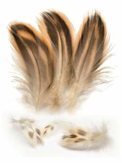 Hen Mallard Breast Feathers