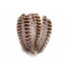 Hen Pheasant Wings Quills