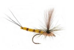 GL Vulgata Dun Krok 10